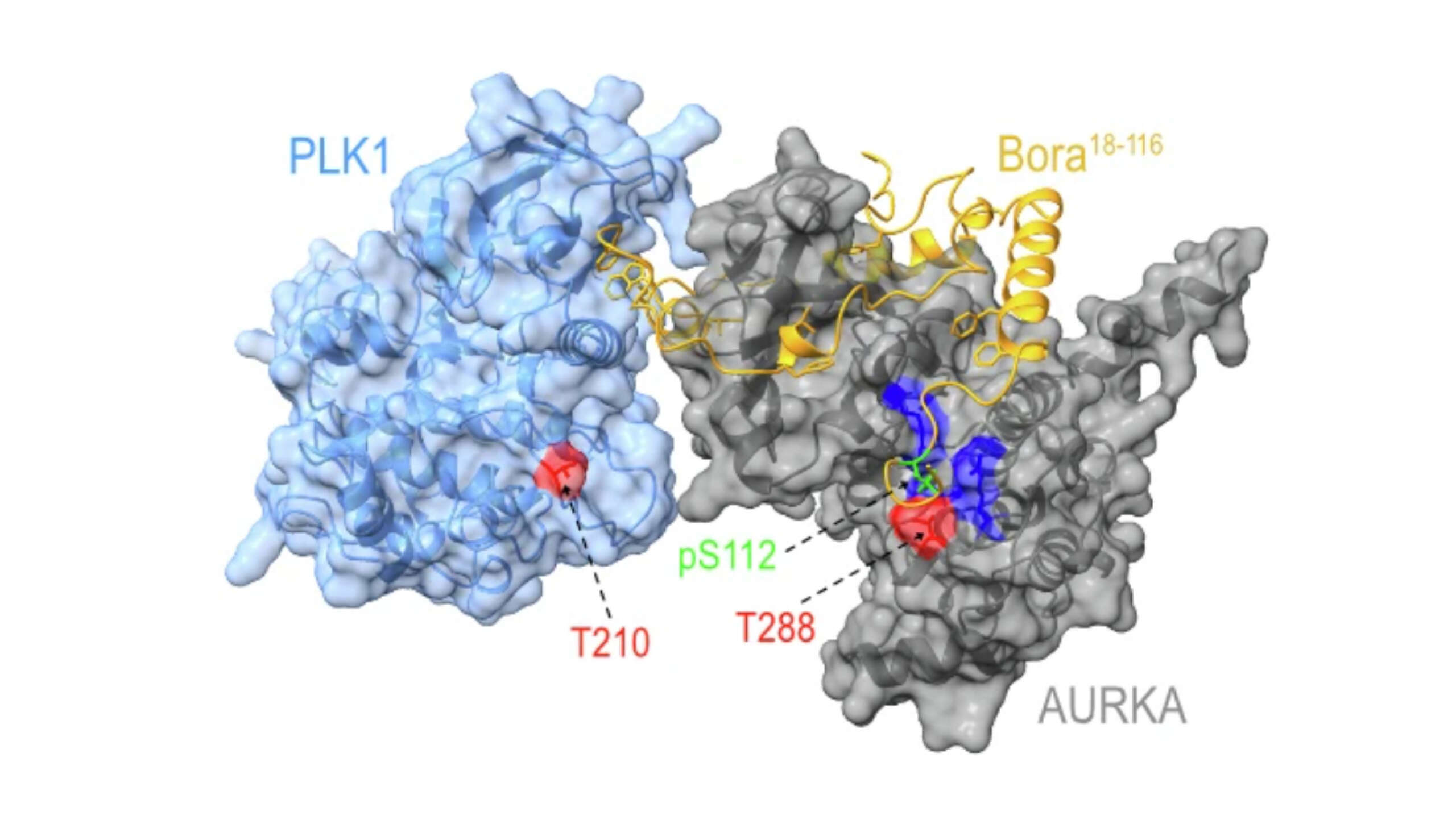 Pintard Lab - Molecular basis for the activation of Aurora A and Plk1 ...
