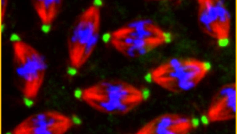 L’équipe “Régulation des microtubules chez les animaux multicellulaires ” recrute un post-doc – 15/10/2021
