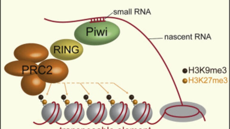 Duharcourt Lab – Paramecium Polycomb repressive complex 2 physically interacts with the small RNA-binding PIWI protein to repress transposable elements