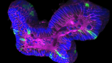 Postdoctoral position in cell division during epithelial morphogenesis