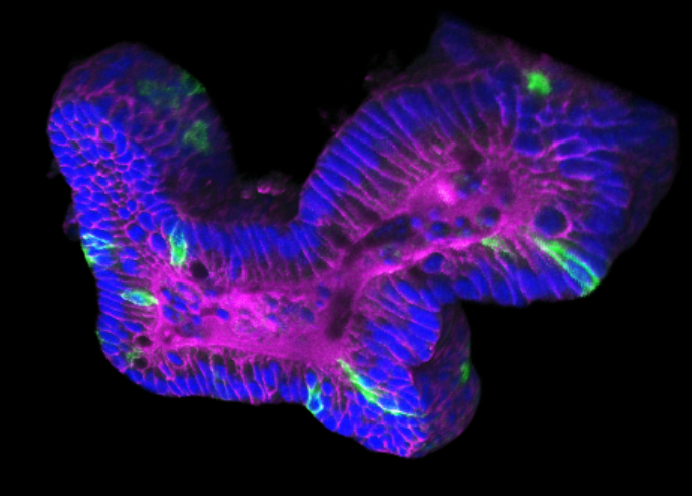 Postdoctoral position in cell division during epithelial morphogenesis