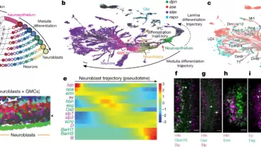 Konstantinides Lab: A complete temporal transcription factor series in the fly visual system