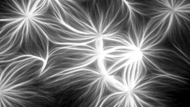 Romet-Lemonne / Jégou Lab: Using Microfluidics and Fluorescence Microscopy to Study the Assembly Dynamics of Single Actin Filaments and Bundles