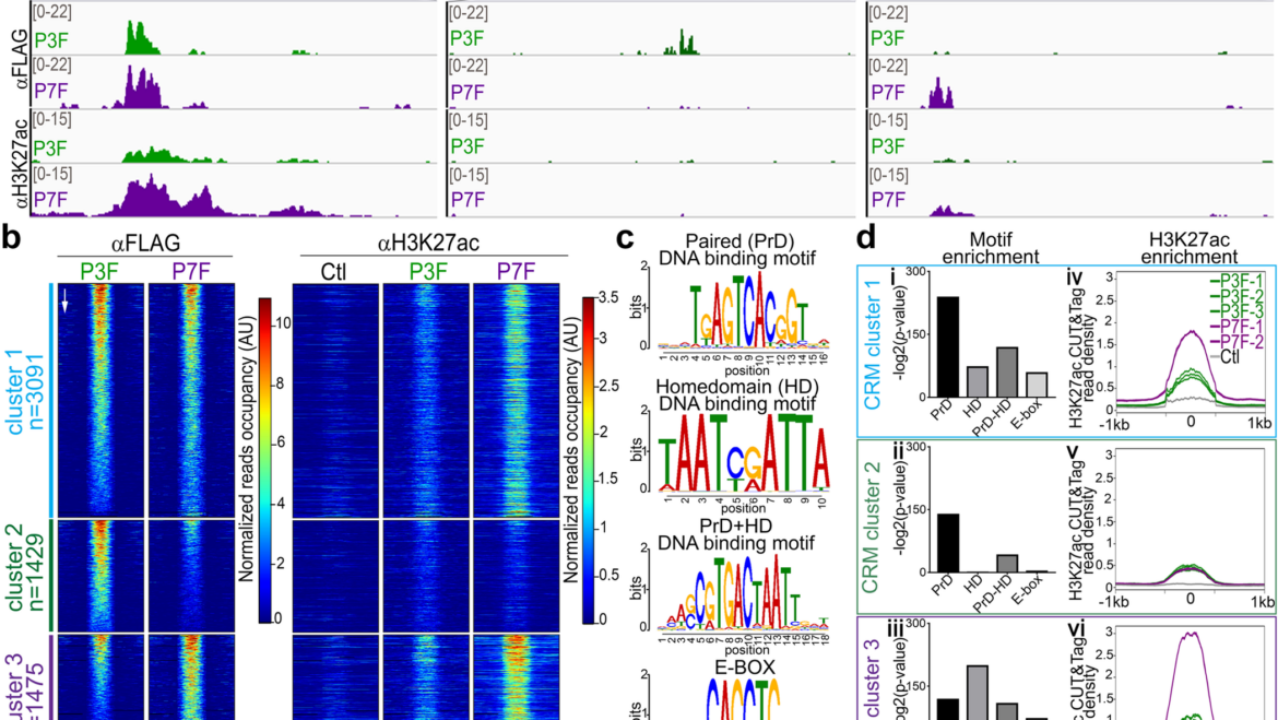 Ribes Lab – Divergent transcriptional and transforming properties of PAX3-FOXO1 and PAX7-FOXO1 paralogs