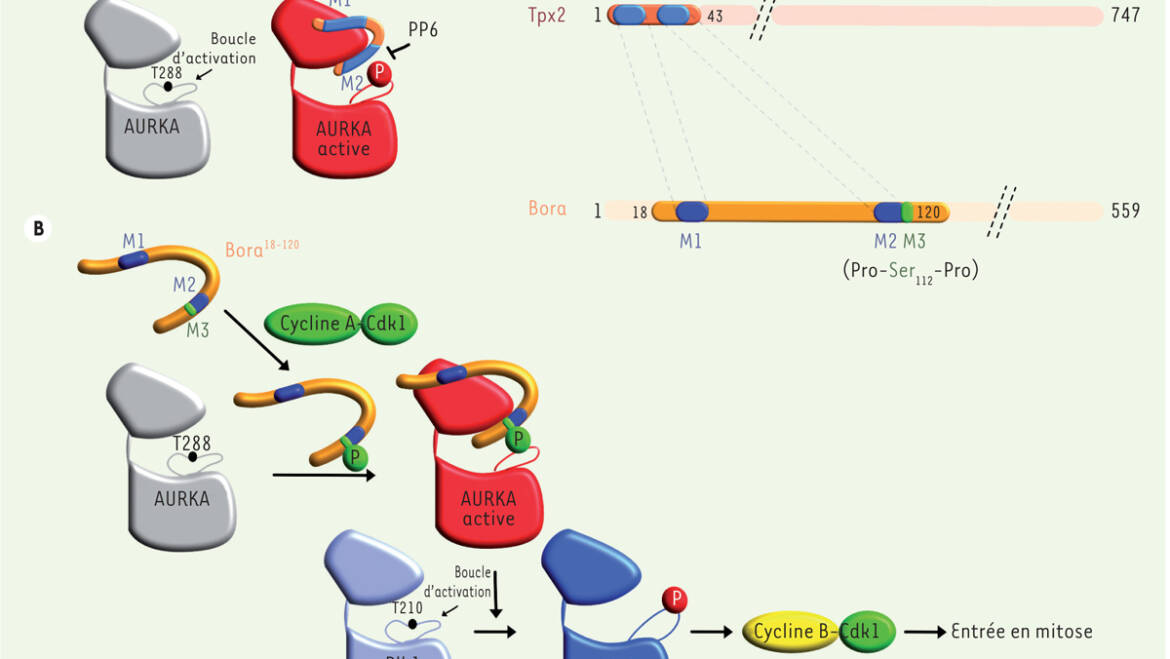 Pintard Lab: The kiss of life: Aurora A embraces the phosphate of its cofactor Bora to trigger mitotic entry