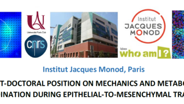 Borghi Lab : Post-Doctoral position on mechanics and metabolism coordination during Epithelial-to-mesenchymal transition
