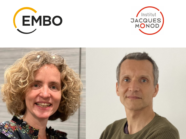 Virginie Courtier et Benoit Ladoux nommés membres de l’EMBO