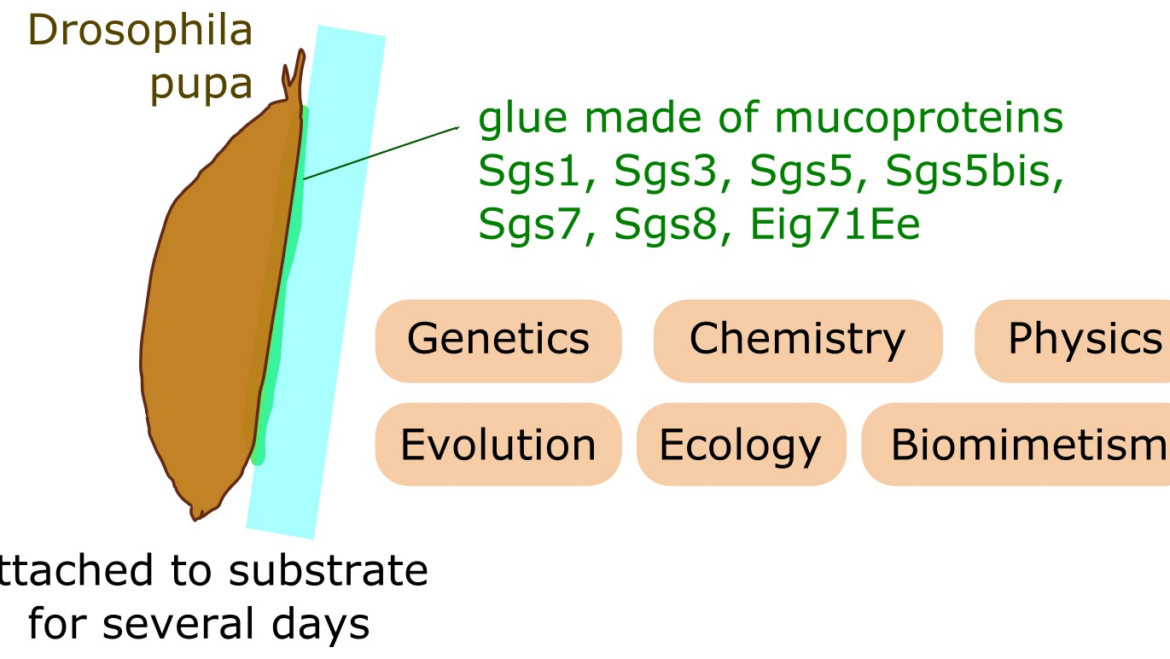 Courtier Lab – Drosophila Glue: A Promising Model for Bioadhesion