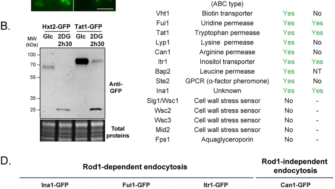 Léon Lab – 2-deoxyglucose transiently inhibits yeast AMPK signaling and triggers glucose transporter endocytosis, potentiating the drug toxicity