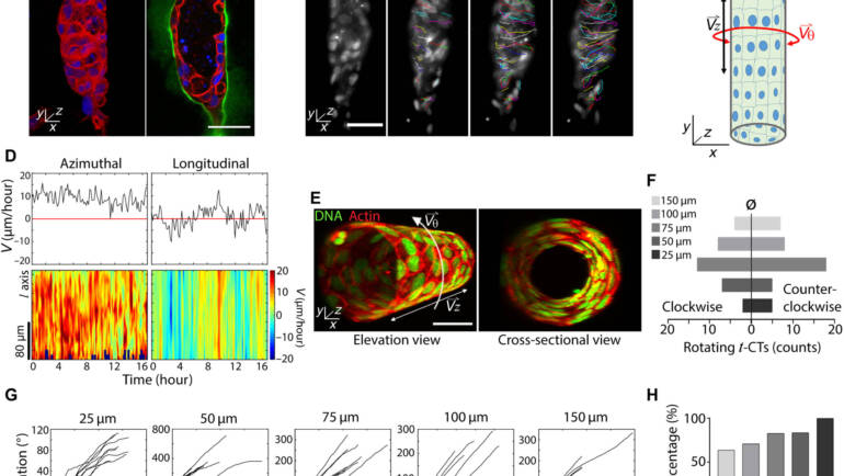 Ladoux/Mège Lab – The emergence of spontaneous coordinated epithelial rotation on cylindrical curved surfaces
