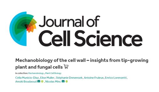 Minc Lab – Review: Mechanobiology of the cell wall – insights from tip-growing plant and fungal cells