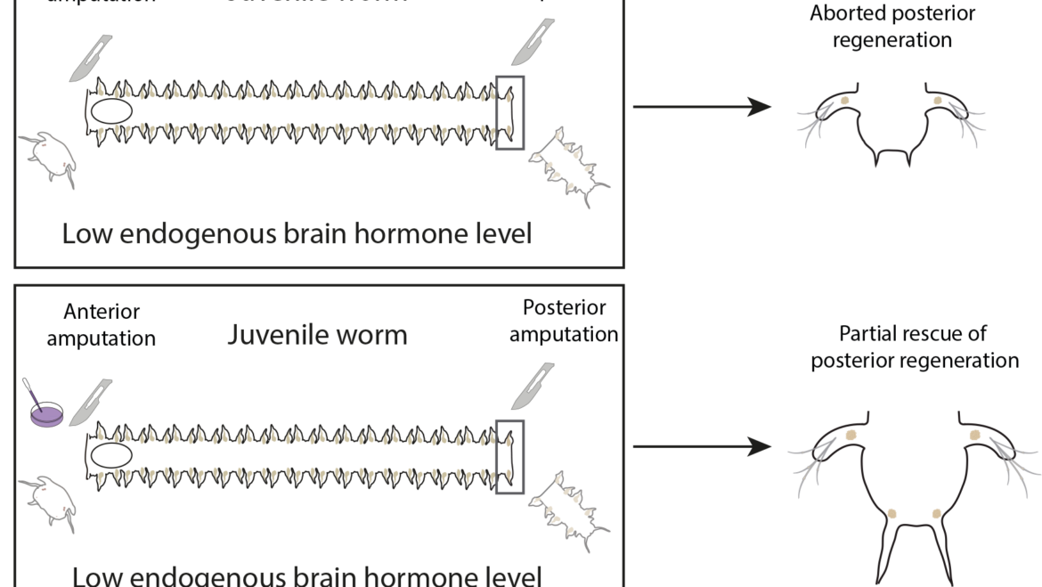Vervoort Lab – On the hormonal control of posterior regeneration in the annelid Platynereis dumerilii