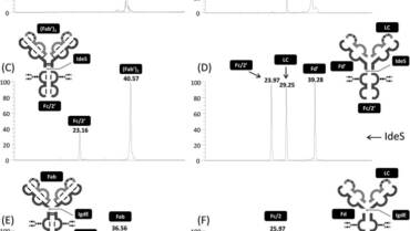 Proteoseine – Capillary liquid chromatography coupled with mass spectrometry for analysis of nanogram protein quantities on a wide-pore superficially porous particle column in top-down proteomics