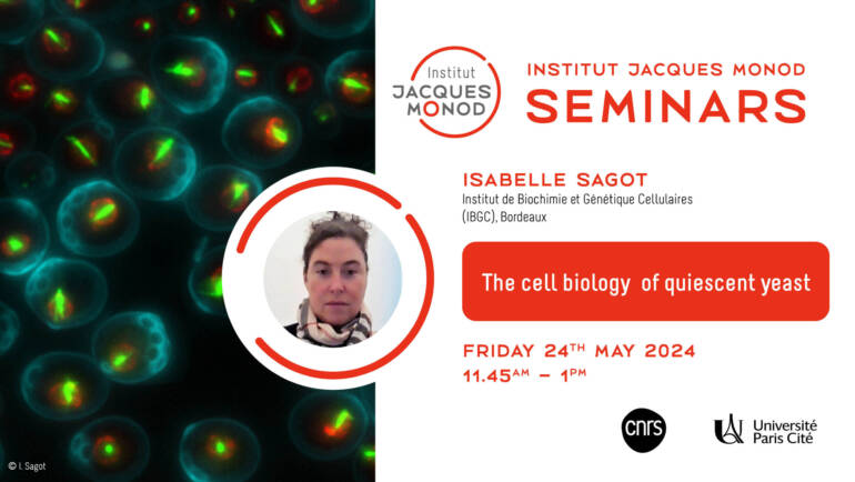 IJM Seminar – Isabelle Sagot – 24/05/2023