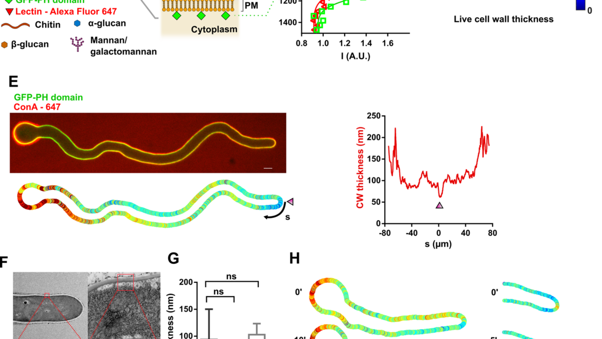 Minc Lab – Cell wall dynamics stabilize tip growth in a filamentous fungus