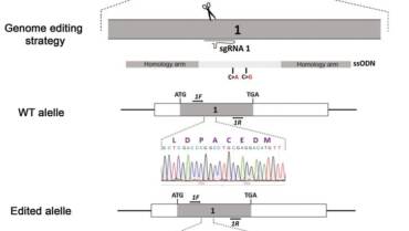 Veitia Lab – The Oncogenic FOXL2 C134W Mutation Is a Key Driver of Granulosa Cell Tumors