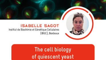 [Annulé et sera reporté à une nouvelle date] Séminaire IJM – Isabelle Sagot – 24/03/2023