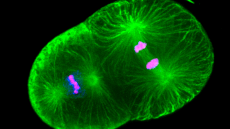 Dumont Lab – Synergistic stabilization of microtubules by BUB-1, HCP-1 and CLS-2 controls microtubule pausing and meiotic spindle assembly