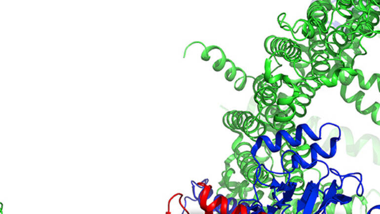 Romet-Lemonne/Jégou Lab – The Arp2/3 complex contributes to the regeneration of branched actin filament networks