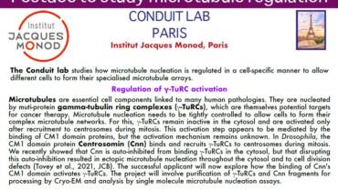 Postdoc to study microtubule regulation (Conduit Lab)