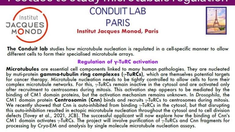 Postdoc to study microtubule regulation (Conduit Lab)