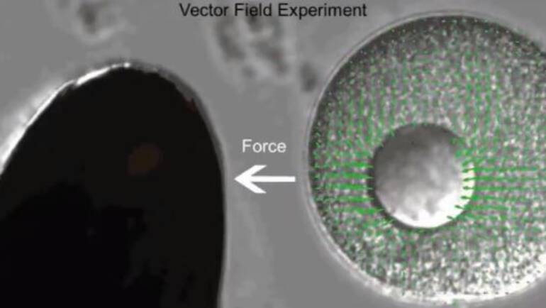 Minc Lab – Size- and position-dependent cytoplasm viscoelasticity through hydrodynamic interactions with the cell surface