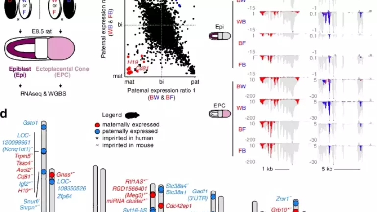 Greenberg Lab – Conservation and divergence of canonical and non-canonical imprinting in murids