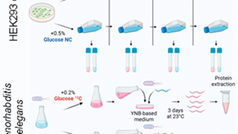 Camadro Lab  – Extending the Range of SLIM-Labeling Applications: From Human Cell Lines in Culture to Caenorhabditis elegans Whole-Organism Labeling