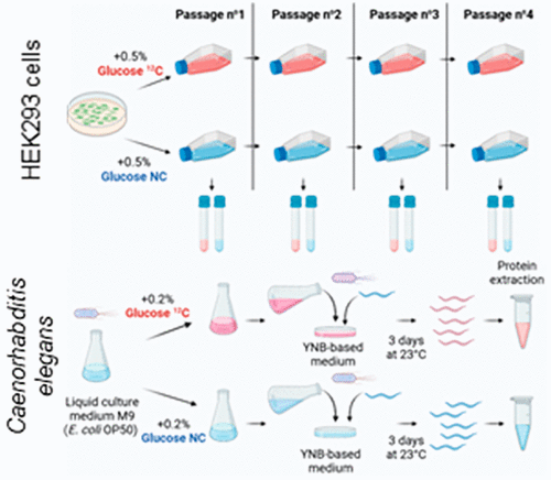 Camadro Lab  – Extending the Range of SLIM-Labeling Applications: From Human Cell Lines in Culture to Caenorhabditis elegans Whole-Organism Labeling