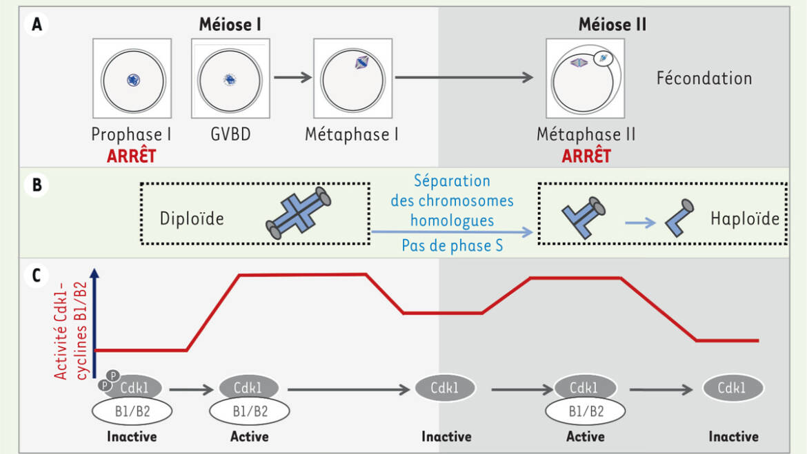 Wassmann lab – Cyclin B3: Locking female meiosis to await fertilization