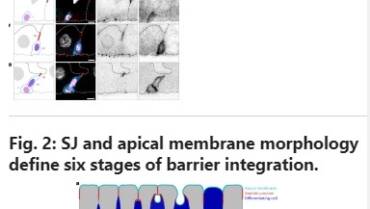 Guichet Lab – Basal stem cell progeny establish their apical surface in a junctional niche during turnover of an adult barrier epithelium