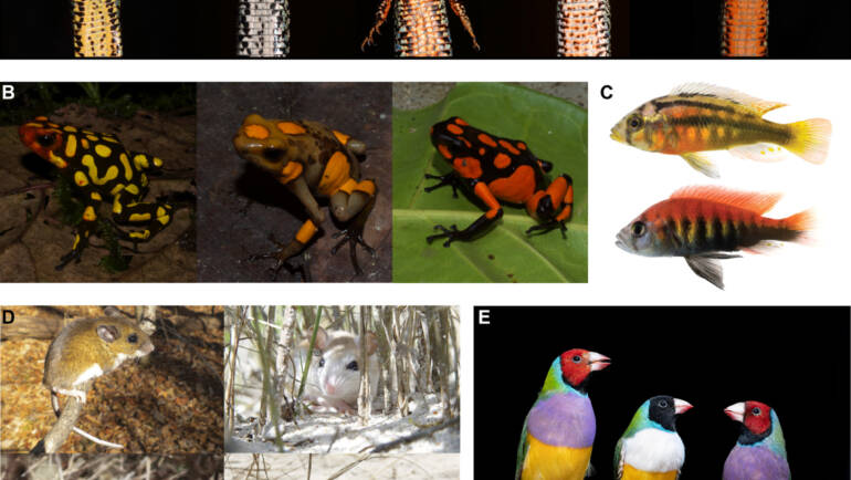Courtier Lab – Analysis of the genetic loci of pigment pattern evolution in vertebrates