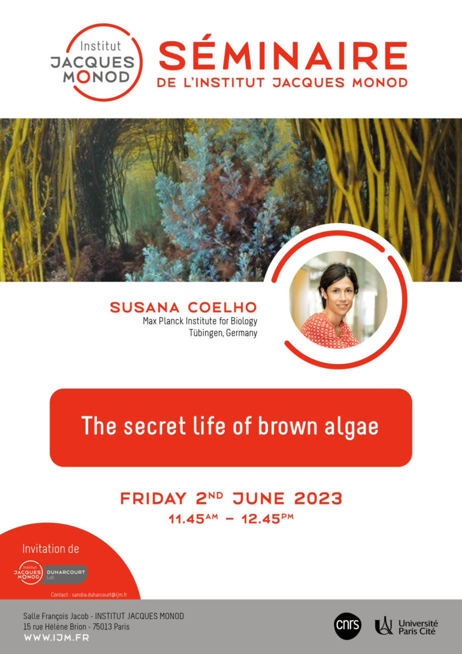 IJM Seminar – Susana Coelho – 02/06/2023