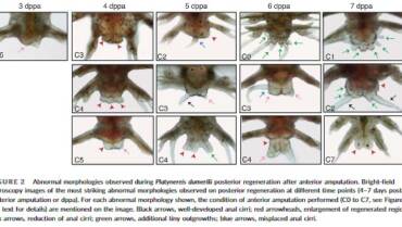 Gazave Lab – On the hormonal control of posterior regeneration in the annelid Platynereis dumerilii