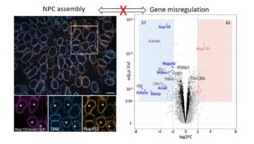 Doye Lab – Y-complex nucleoporins independently contribute to nuclear pore assembly and gene regulation in neuronal progenitors