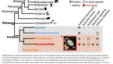 Gazave Lab – The compact genome of the sponge Oopsacas minuta (Hexactinellida) is lacking key metazoan core genes