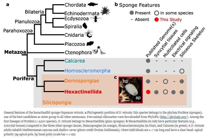 Gazave Lab – The compact genome of the sponge Oopsacas minuta (Hexactinellida) is lacking key metazoan core genes