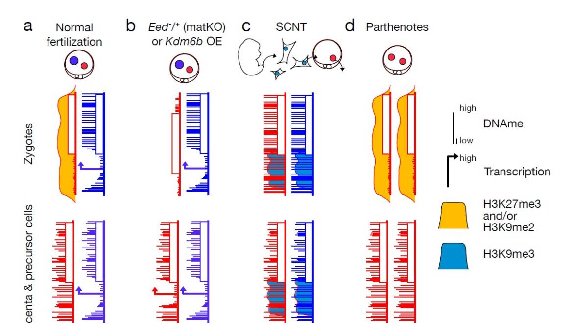 Greenberg Lab – Non-canonical imprinting in the spotlight