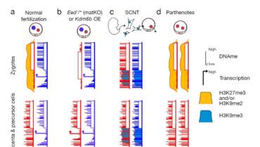 Greenberg Lab – Non-canonical imprinting in the spotlight