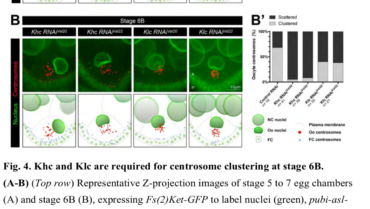 Guichet Lab – Kinesin-1 promotes centrosome clustering and nuclear migration in the Drosophila oocyte