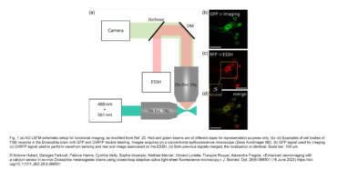 Jackson / Verbavatz Lab – Enhanced neuroimaging with a calcium sensor in ex-vivo Drosophila melanogaster brains using closed-loop adaptive optics light-sheet fluorescence microscopy