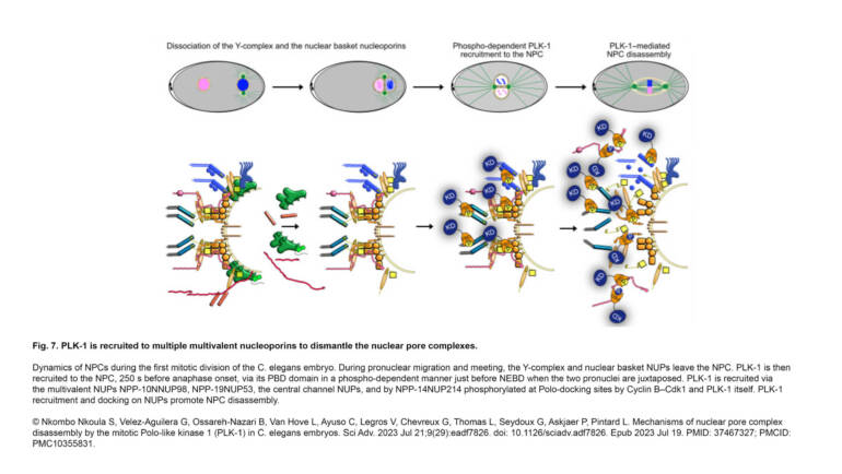 Pintard Lab – Mechanisms of nuclear pore complex disassembly by the mitotic Polo-like kinase 1 (PLK-1) in C. elegans embryos