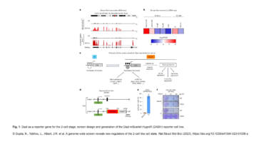 Greenberg Lab – A genome-wide screen reveals new regulators of the 2-cell-like cell state