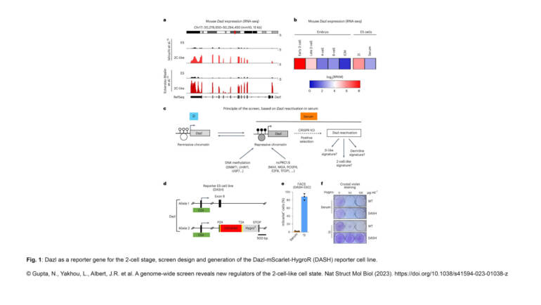 Greenberg Lab – A genome-wide screen reveals new regulators of the 2-cell-like cell state