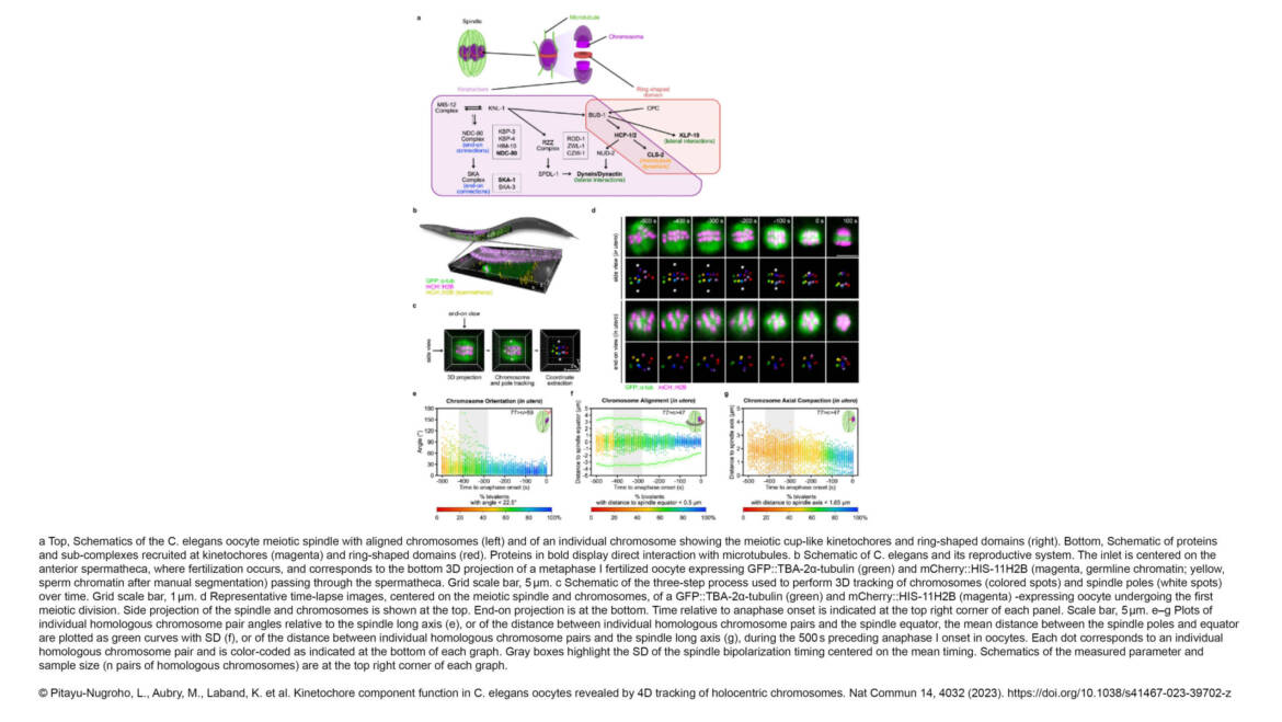 Dumont Lab – Kinetochore component function in C. elegans oocytes revealed by 4D tracking of holocentric chromosomes