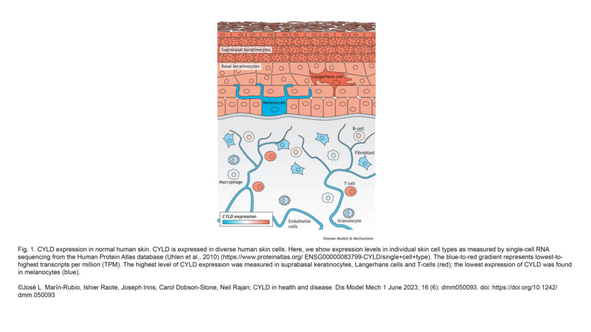 Raote Lab – CYLD in health and disease