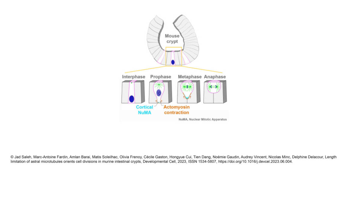 Minc Lab – Length limitation of astral microtubules orients cell divisions in murine intestinal crypts