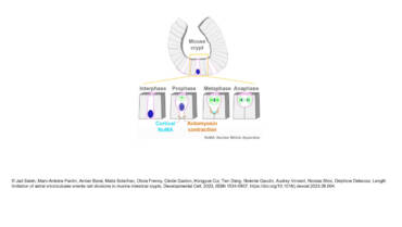 Minc Lab – Length limitation of astral microtubules orients cell divisions in murine intestinal crypts