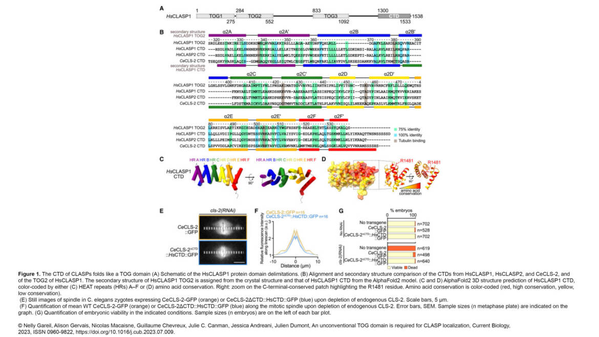 Dumont Lab – An unconventional TOG domain is required for CLASP localization