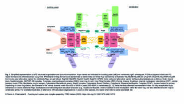 Palancade Lab – Puzzling out nuclear pore complex assembly